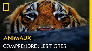 COMPRENDRE  Les tigres [upl. by Melloney]