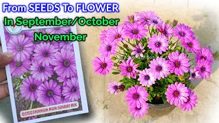 Osteospermum Plant From Seeds To Flower Update  Osteospermum Plant From Seeds How To Grow [upl. by Ardekal]