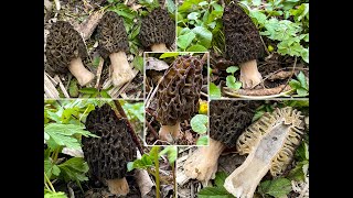 Pilzportrait  Spitzmorchel Hohe Morchel Köstliche Morchel  Morchella elata  Morchella conica [upl. by Eadahc]