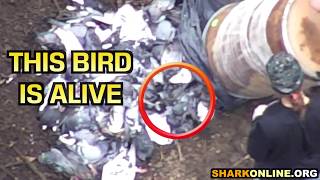 Pigeons Brutalized Buried Alive at Pennsylvania Pigeon Shoot [upl. by Sitrik]