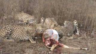 Cheetahs at Thornybush [upl. by Tartan]