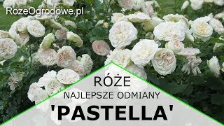 Róża rabatowa PASTELLA® [upl. by Winni684]