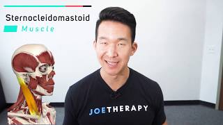 Sternocleidomastoid  Muscle Anatomy  Joetherapy [upl. by Cnahc]