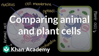 Comparing animal and plant cells  Cells and organisms  Middle school biology  Khan Academy [upl. by Jarrow385]