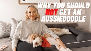 AUSSIEDOODLE  5 Reasons You Should NOT Get an Aussiedoodle  Torey Noora [upl. by Hanahsuar458]