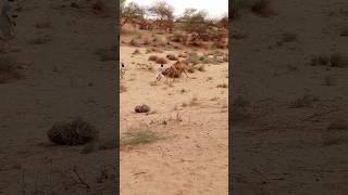 Camel catch keesing camel finghting animals ther desert viral [upl. by Theurer]