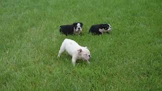 English Bulldog Puppies For Sale [upl. by Malet]