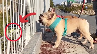 French Bulldog Throws Tantrum Because Favorite Park Closed  HAPPY ENDING [upl. by Firehs502]