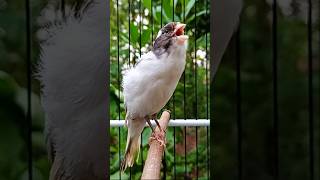 Canário lindo canário macho canário feminino canário simpático birdssinging shotrs canary [upl. by Lirva]