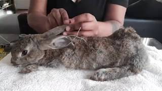 Rabbit Taxidermy Process [upl. by Oirifrop]