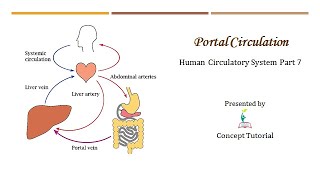 Hepatic Portal System  Hypophyseal Portal System  Circulatory System  Biology Class 11NEET [upl. by Emsmus]