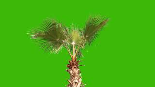 trees green screen video 4k free [upl. by Anasor]