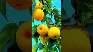 Natural foodsඅනේ subscribe කරන්ඩ fruit shorts 🍑🍑🍓🍑 [upl. by Palua]