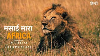 African wildlife documentary in Hindi  Predators । मसाई मारा जंगल अफ्रिका [upl. by Harlene]