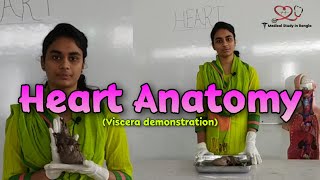 Heart anatomy in Bangla  Parts Blood supply Nerve supply  Viscera demonstration [upl. by Iniffit270]