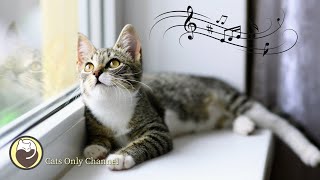 Peaceful Harp Music to Calm Cats  Soothing Music to Relieve Stress and Anxiety [upl. by Yeo]