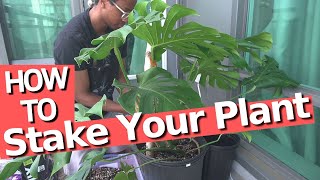 How to stake your plant for a perfect Monstera [upl. by Boeschen]