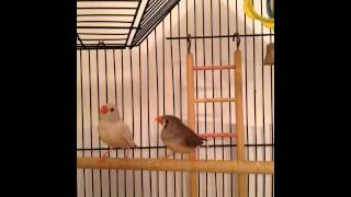 Zebra Finch Sounds beeps amp peeps [upl. by Hnacogn]