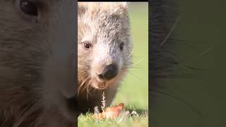 The wombats  cute and cuddly animal [upl. by Prent]