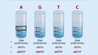 DNA Sequences  Dideoxy Sequencing [upl. by Vera]