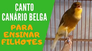 CANTO DE CANÁRIO BELGA PARA ENSINAR FILHOTES [upl. by Ahsinnek]