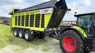 Claas Jaguar 970  Axion 870  Fliegl Cargos  Torion 1813 harvesting triticale silage in Germany [upl. by Chor]