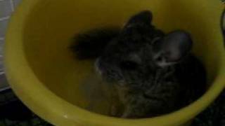 Baby Chinchillas First Dust Bath [upl. by Giavani]