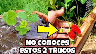 MILES de FRESAS en MACETA con estos CUIDADOS Cultivo de frutilla Sembrar y plantar Huerto urbano [upl. by Charie]