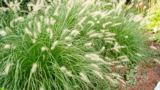 Dwarf Fountain Grass  Pennisetum alopecuroides Hameln [upl. by Sirap230]