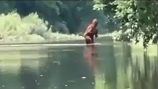 Michigan Bigfoot Video Crossing Cass River [upl. by Ennasus]