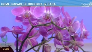 Come curare le orchidee in casa [upl. by Adnaloj]