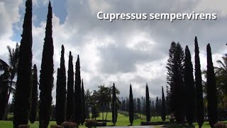 Cupressus sempervirens Growing Guide Italian cypress by GardenersHQ [upl. by Hadwin]