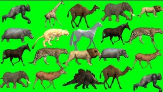 Animal List Animals Running on Green screen  Animals stampede green screen  Animals green screen [upl. by Rosalind925]