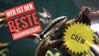 Die besten Algenfresser für dein Aquarium [upl. by Hesler]