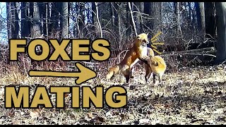 Trail Camera Foxes Mating [upl. by Partridge]