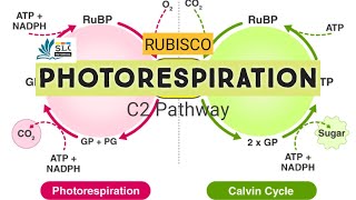 Photosynthesis Class 11 II Photorespiration [upl. by Ahsitan]