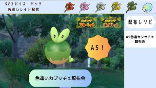 【ポケモンSV】A5色違いカジッチュ配布会【自動レイド 参加自由】 [upl. by Wawro]