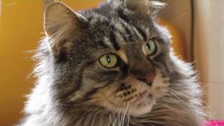 Maine Coon Cats Gentle Giants [upl. by Aruat]