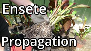 Propagating Ensete ventricosum Maurelii Part 2 [upl. by Dorinda]