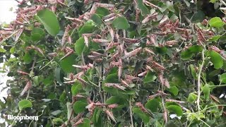 Watch Huge Swarms of Locusts Invade East Africa [upl. by Arek]