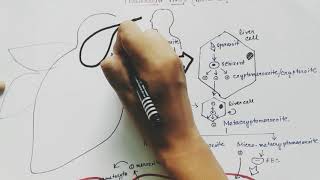 Plasmodium vivax life cycle  English  malaria [upl. by Aihpos]