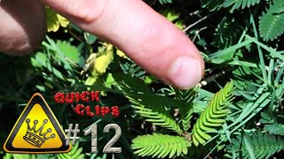 QC12  Touch Sensitive Plant Mimosa Pudica [upl. by Aleek281]