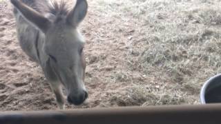 How To Feed And Take Care Of A Donkey [upl. by Tad]