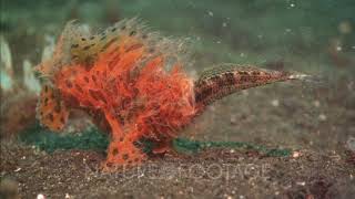 Frogfish Eats Wrasse [upl. by Caresse]