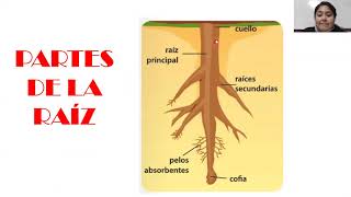 Estructura de la planta La raíz partes y funciones – CTA 4° Primaria Profesora Kelly Sernaque [upl. by Roberta]