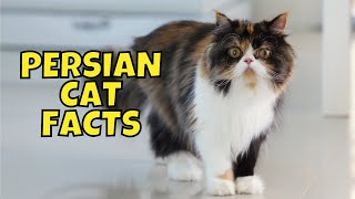 10 Fun Facts About Persian Cats [upl. by Esilehs]