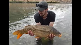 Pecanje sarana u junu Carp Fishing In June [upl. by Nappy808]