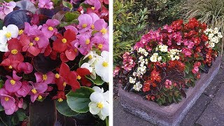 How to Grow Begonia Organdy Summer Garden Guide [upl. by Jary800]