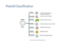 Plastids  Introduction Types and Functions [upl. by Shelman]