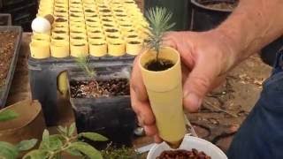 Propagating Pinion Pine Nuts [upl. by Iredale]